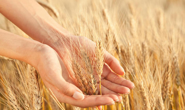 teresa montesarchio cittadelmonte i celiaci potranno mangiare la farina alimentazione strategica