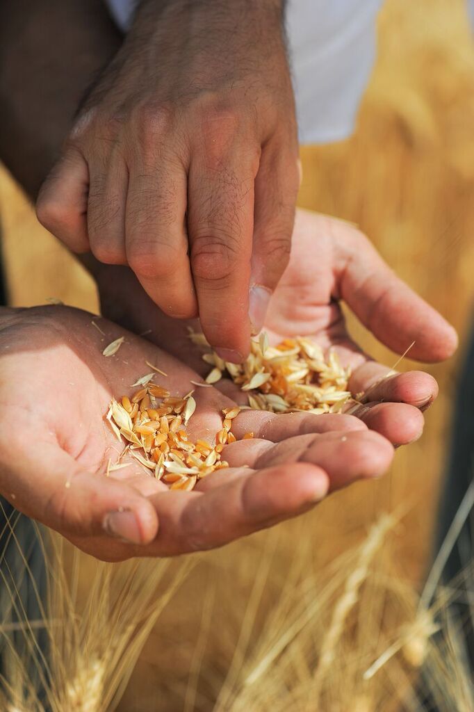 grano_barilla_sud_marcianise